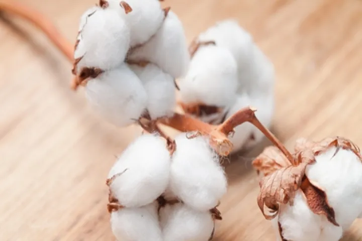 近期期货棉花行情(棉花期货行情最新消息今天) (https://www.njaxzs.com/) 内盘期货 第1张