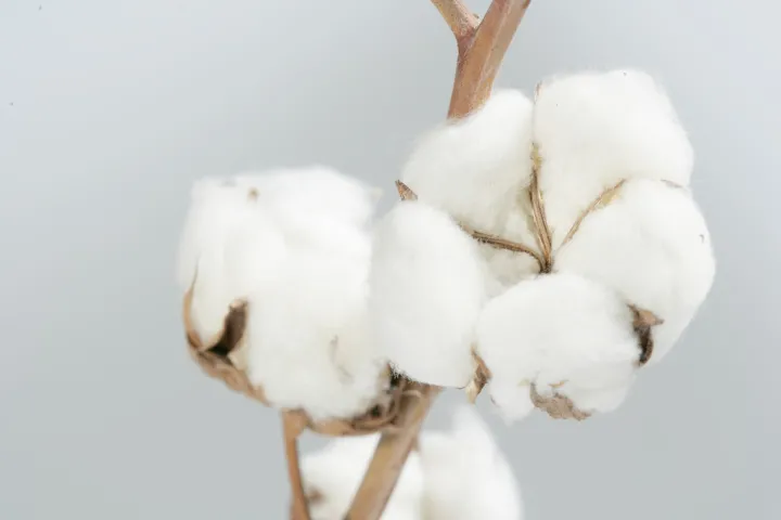 棉花期货的相关知识(棉花期货的相关知识有哪些) 期货直播间 第1张-爱新财经 棉花期货的相关知识(棉花期货的相关知识有哪些) (https://www.njaxzs.com/) 期货直播间 第1张