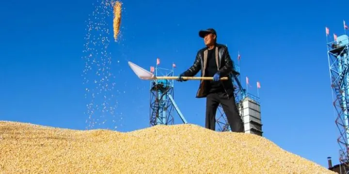 玉米期货连续上涨对股市影响(玉米期货涨价利好哪些股) (https://www.njaxzs.com/) 期货行情 第1张