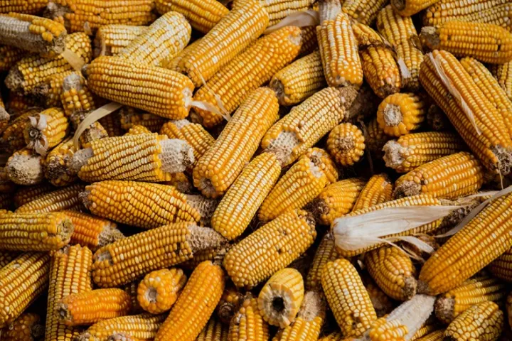 美国玉米期货怎么跌停了(美国玉米期货大跌) (https://www.njaxzs.com/) 原油期货 第1张