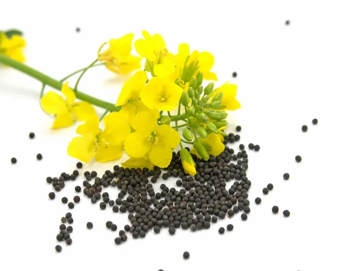 菜籽粕期货的未来趋势(菜籽粕期货价格行情) (https://www.njaxzs.com/) 期货行情 第1张