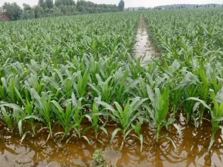 下雨天对什么期货有影响(什么期货受大雨影响) (https://www.njaxzs.com/) 黄金期货 第1张