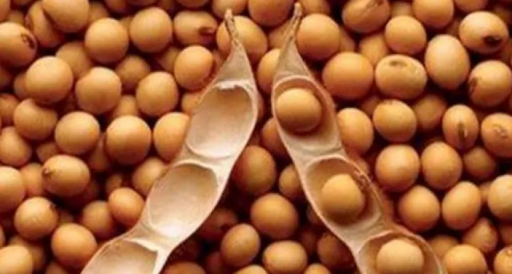 大豆期货大涨利好哪些股(大豆涨价最大受益股) (https://www.njaxzs.com/) 内盘期货 第1张