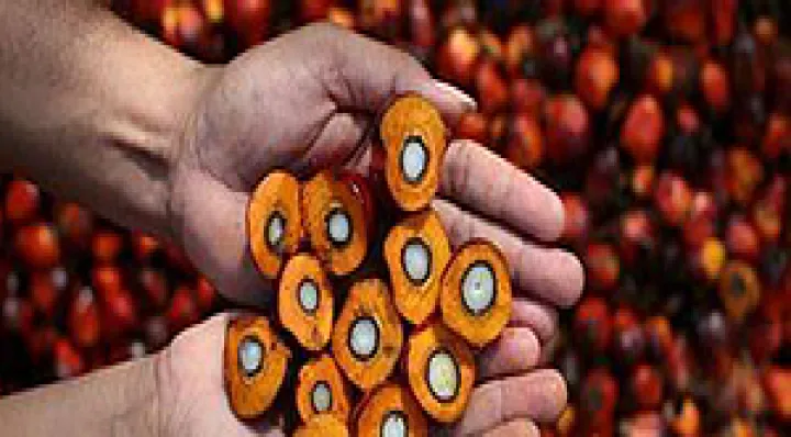 期货棕榈油涨停是多少(期货棕榈油涨停是多少点) (https://www.njaxzs.com/) 黄金期货 第1张