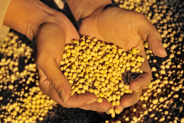 豆油期货夜盘晚上可以交易吗(期货豆油散户能买吗) (https://www.njaxzs.com/) 内盘期货 第1张