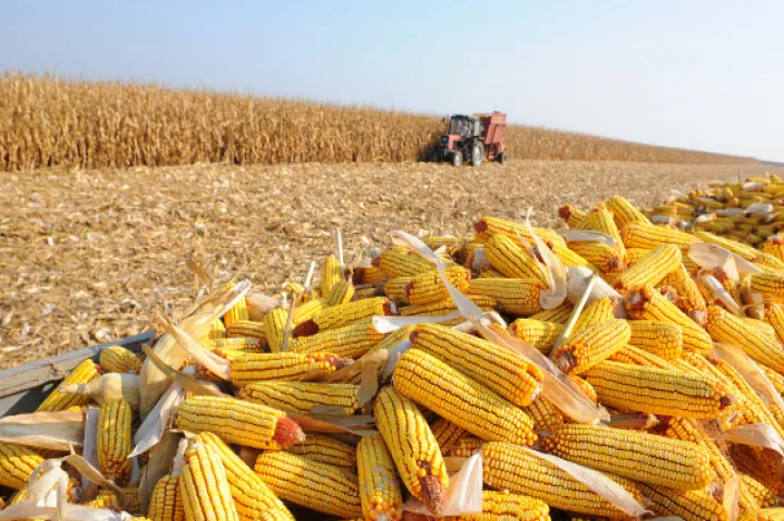 cbot玉米期货微跌(cbot期货大豆最新行情) (https://www.njaxzs.com/) 黄金期货 第1张