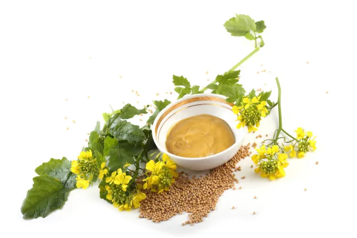 菜籽期货无人问津(菜籽期货为什么没人交易) (https://www.njaxzs.com/) 期货行情 第1张