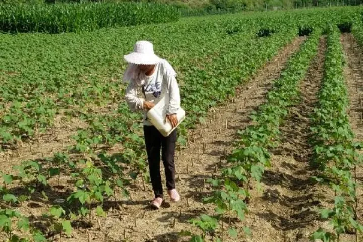 棉花种植期货十保险是怎样的(棉花期货品种介绍) (https://www.njaxzs.com/) 黄金期货 第1张