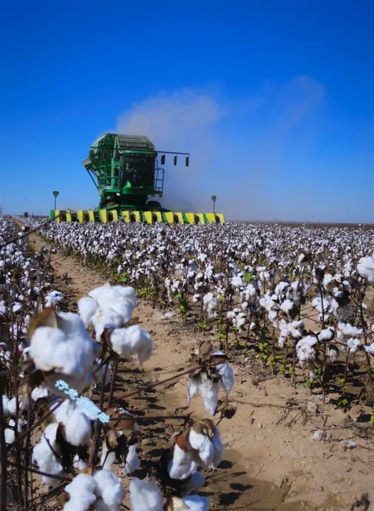 美国棉花减产期货为什么不涨反跌(美国棉花减产为什么期货跌停) (https://www.njaxzs.com/) 期货投资 第1张