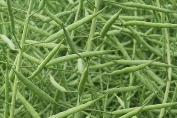 油菜籽期货交割国产油菜籽(油菜籽国内期货) (https://www.njaxzs.com/) 期货投资 第1张