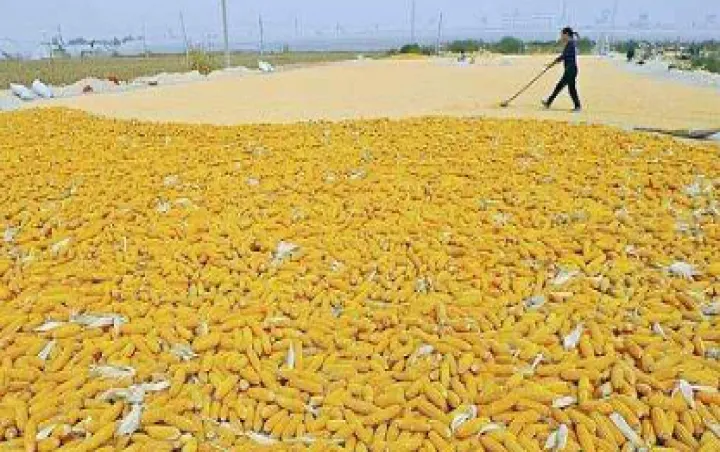 玉米期货和玉米股票有哪些关联(玉米期货和玉米价格的关系) (https://www.njaxzs.com/) 原油期货 第1张