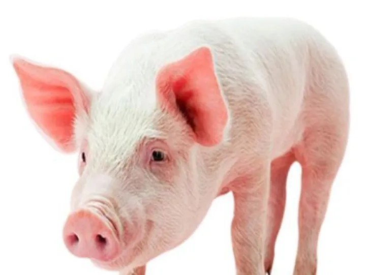 生猪期货为啥呼呼下跌(生猪期货为什么一直跌) (https://www.njaxzs.com/) 期货直播间 第1张