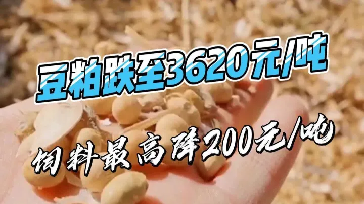 期货农产品豆粕量大吗(期货豆粕受什么影响) (https://www.njaxzs.com/) 期货行情 第1张