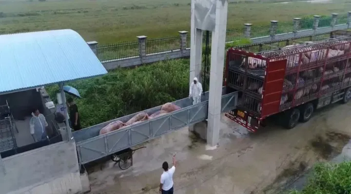 生猪期货交割月前一月限仓吗(生猪期货多久交割一次) (https://www.njaxzs.com/) 期货直播间 第1张