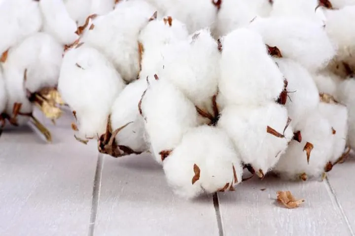 棉花期货哪里看的准确(棉花期货实时行情准吗) (https://www.njaxzs.com/) 内盘期货 第1张