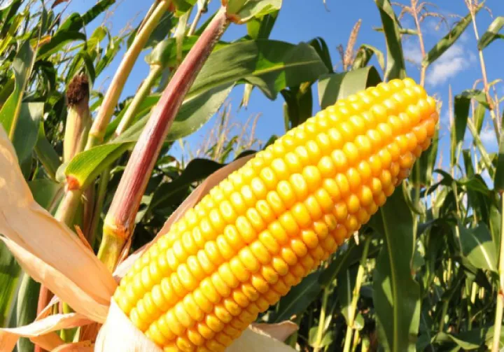 玉米期货主要用途(玉米期货价格受什么影响) (https://www.njaxzs.com/) 期货行情 第1张