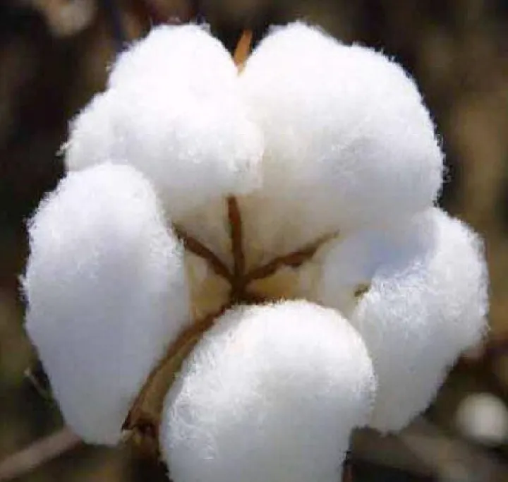 棉花期货交割的品种(棉花期货交割标准) (https://www.njaxzs.com/) 原油期货 第1张