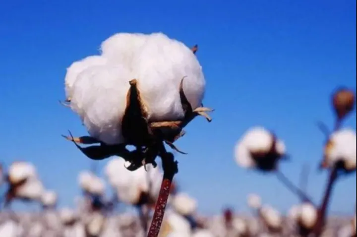 棉花期货和纺织品的关系是什么(棉花期货和纺织品的关系是什么意思) (https://www.njaxzs.com/) 期货开户 第1张