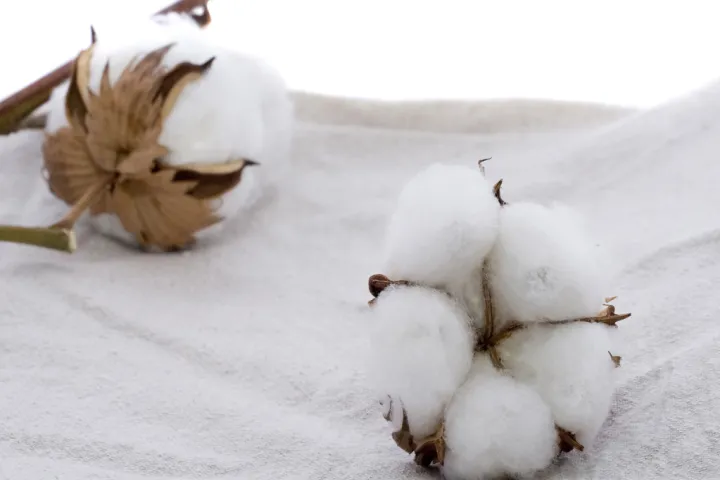 美棉花期货哪里看(美国棉花期货在哪里看) (https://www.njaxzs.com/) 黄金期货 第1张