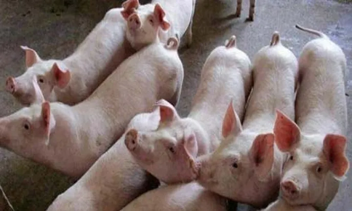 生猪期货是活猪价还是肉价(生猪期货价格和市场猪肉价格) (https://www.njaxzs.com/) 黄金期货 第1张