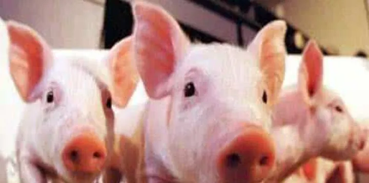 生猪期货交割是猪肉还是活猪(期货生猪交割标准) (https://www.njaxzs.com/) 期货行情 第1张