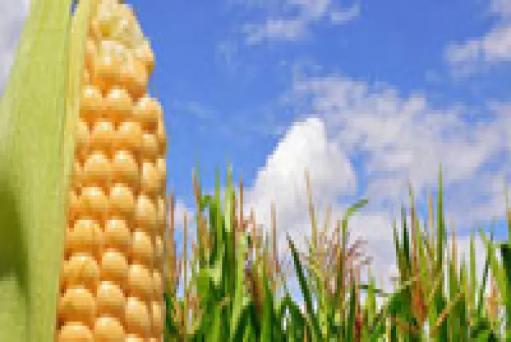 国内和国外玉米期货差异(玉米期货和国外期货有关联吗) (https://www.njaxzs.com/) 期货投资 第1张