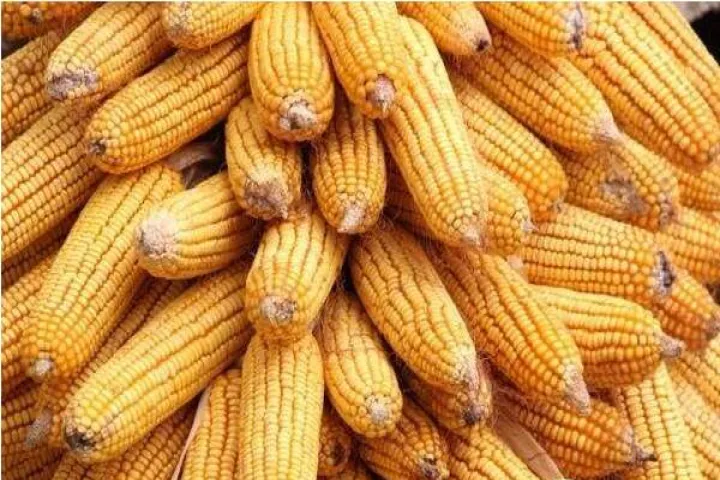 玉米期货实时行情图(玉米期货实时行情今日价格) (https://www.njaxzs.com/) 黄金期货 第1张