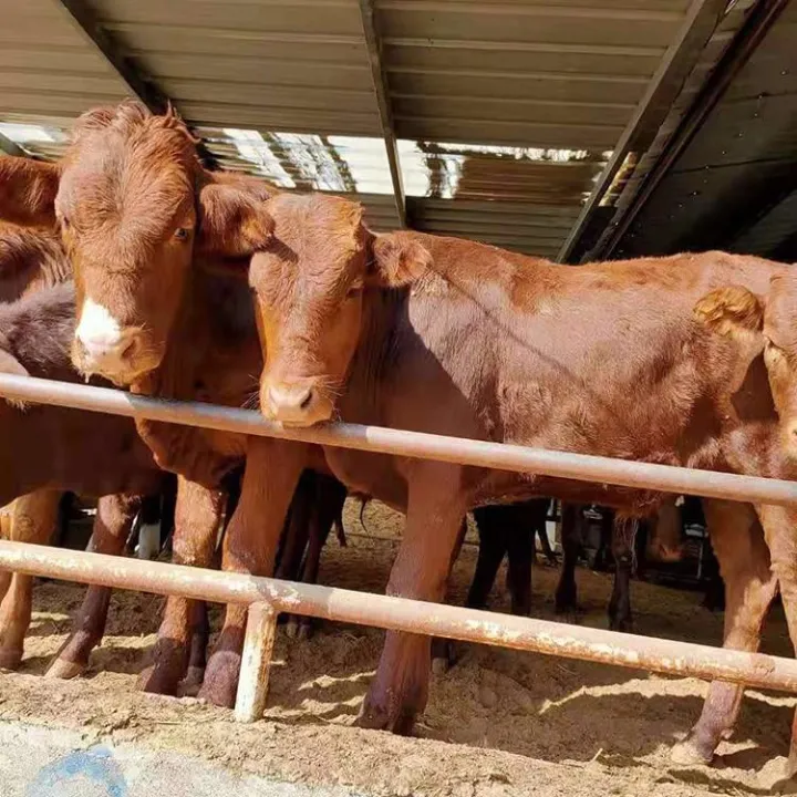 期货生意如牛涎(期货牛市场前景) (https://www.njaxzs.com/) 期货开户 第1张