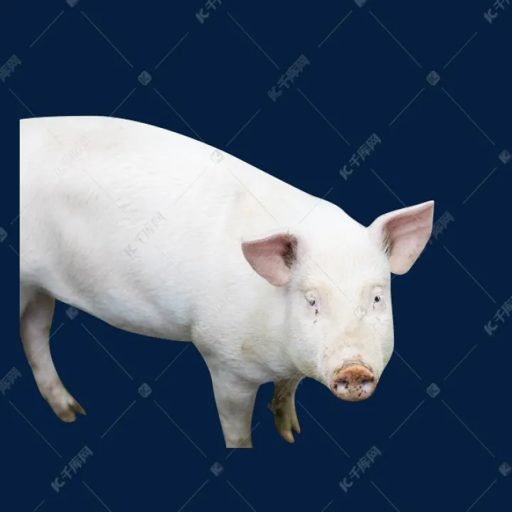 生猪期货交易品种是活猪吗(生猪期货是股票吗) (https://www.njaxzs.com/) 内盘期货 第1张