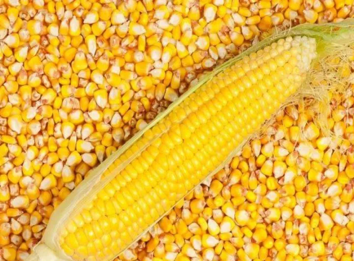 玉米期货逢回落做多(玉米期货几个点回本) (https://www.njaxzs.com/) 期货行情 第1张