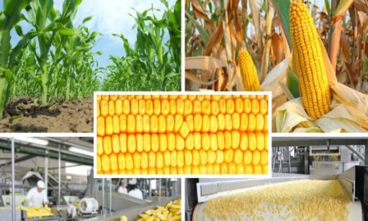 我想做玉米期货那可以做(想做玉米期货该怎么去研究) (https://www.njaxzs.com/) 黄金期货 第1张