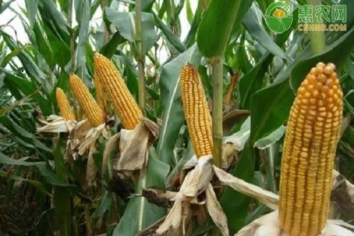 郑商所玉米期货品种(郑州期货玉米价格) (https://www.njaxzs.com/) 期货投资 第1张