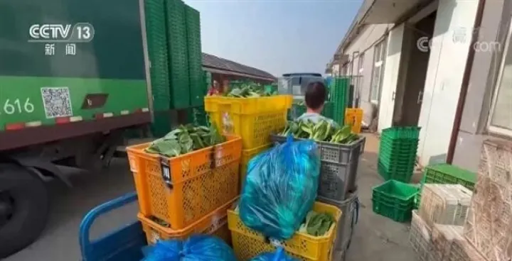 蔬菜期货会涨到多少(蔬菜期货会涨到多少倍) (https://www.njaxzs.com/) 期货投资 第1张