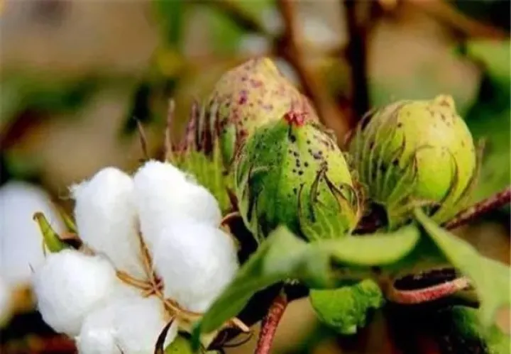 棉花期货关联度最高的品种(棉花期货影响因素) (https://www.njaxzs.com/) 期货开户 第1张