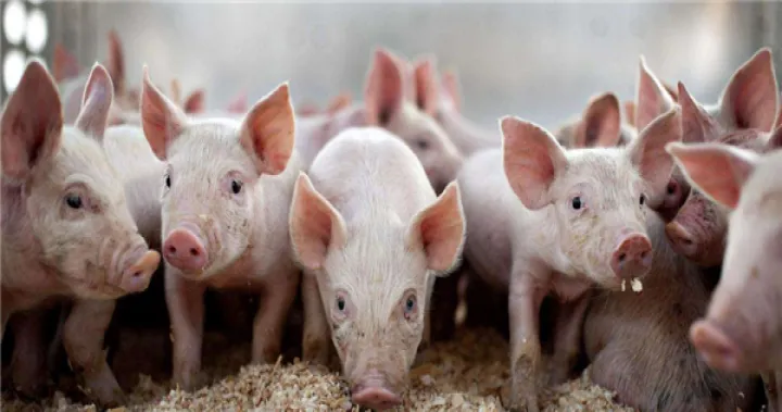 生猪期货为什么可以抑制猪价(生猪期货可以一直持有吗) (https://www.njaxzs.com/) 原油期货 第1张