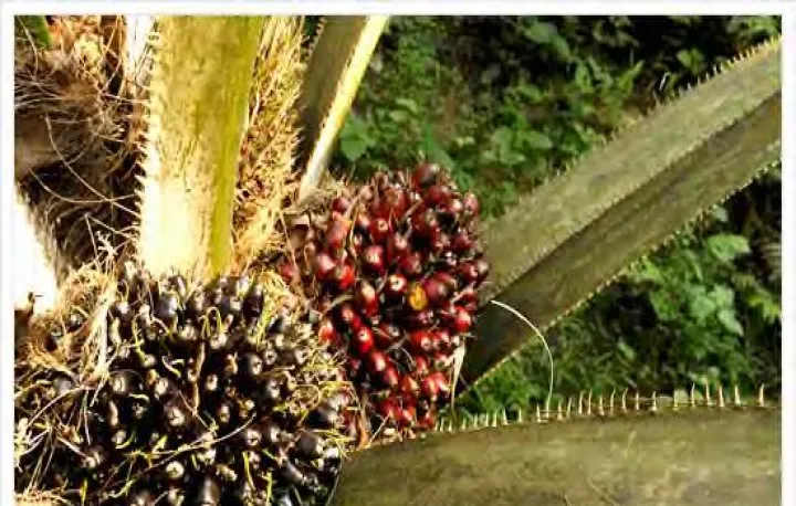 棕榈油期货在国内哪个交易所(棕榈油期货有哪些) (https://www.njaxzs.com/) 期货开户 第1张