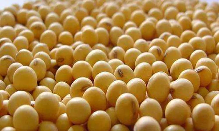 期货大豆和豆二的区别(期货大豆是什么意思) (https://www.njaxzs.com/) 期货开户 第1张