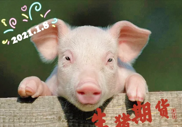 生猪期货和瘦肉猪(什么是生猪期货生猪行情) (https://www.njaxzs.com/) 原油期货 第1张