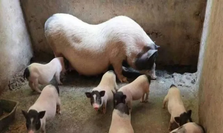 生猪期货涨了猪价会涨吗(生猪期货涨跌幅度有限制吗) (https://www.njaxzs.com/) 期货开户 第1张