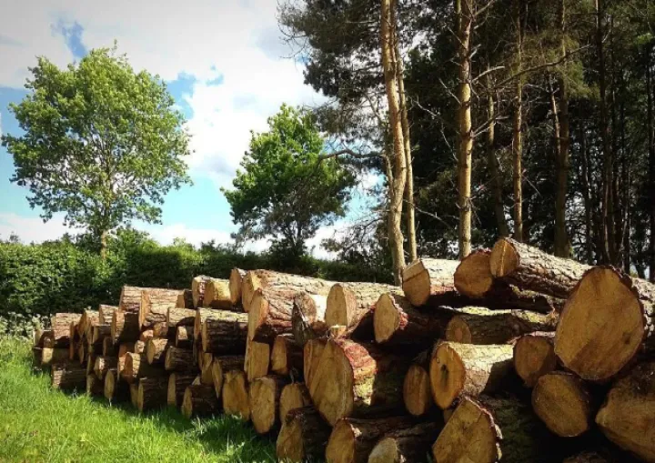 期货木材是什么意思(木材期货上涨受益股) 期货直播间 第1张-爱新财经 期货木材是什么意思(木材期货上涨受益股) (https://www.njaxzs.com/) 期货直播间 第1张