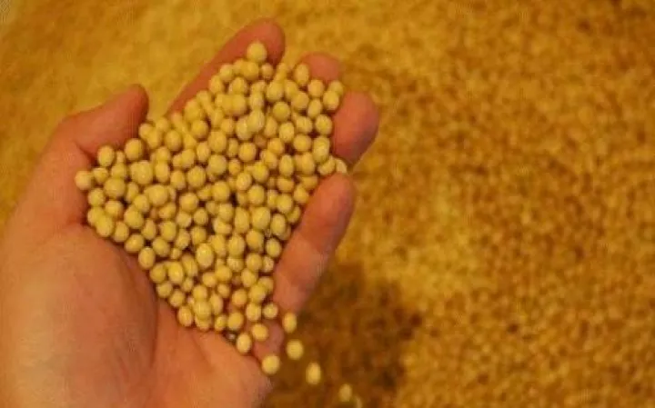 期货豆粕2205合约手续费多少(豆粕2109期货手续费) (https://www.njaxzs.com/) 期货投资 第1张