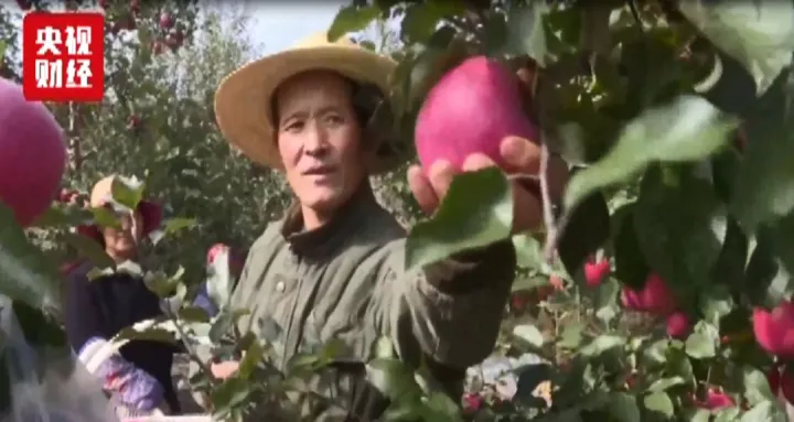 苹果期货22年最高（18年苹果期货） (https://www.njaxzs.com/) 期货直播间 第1张