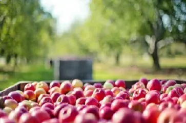 苹果期货上市了(苹果期货上市了吗) (https://www.njaxzs.com/) 期货投资 第1张