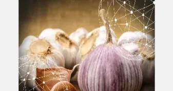 大蒜上大宗期货(大蒜上大宗期货吗) (https://www.njaxzs.com/) 黄金期货 第1张