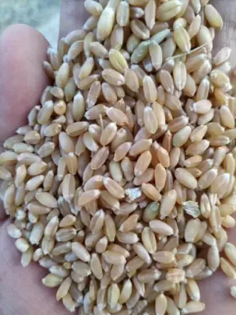 强麦1811期货行情(强麦期货价格) (https://www.njaxzs.com/) 期货行情 第1张