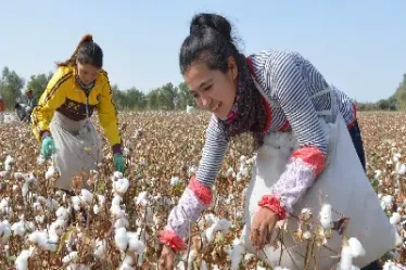 期货棉花有行情(期货棉花有行情吗) (https://www.njaxzs.com/) 期货投资 第1张