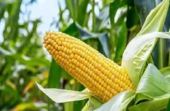 玉米期权上涨是否玉米期货也跟涨(玉米期权上涨是否玉米期货也跟涨停有关) (https://www.njaxzs.com/) 期货行情 第1张