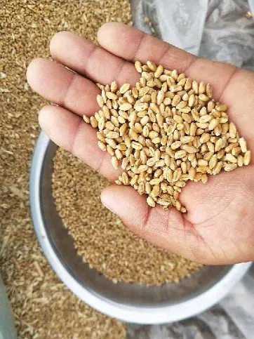 农作物小麦的长期期货(小麦有期货吗?) (https://www.njaxzs.com/) 期货投资 第1张