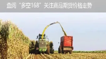 大连玉米期货2月11日震荡收高(大连玉米期货走势) (https://www.njaxzs.com/) 黄金期货 第1张