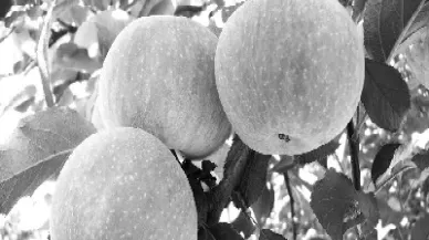 霜冻导致苹果期货大涨(霜冻导致苹果期货大涨的原因) (https://www.njaxzs.com/) 期货直播间 第1张